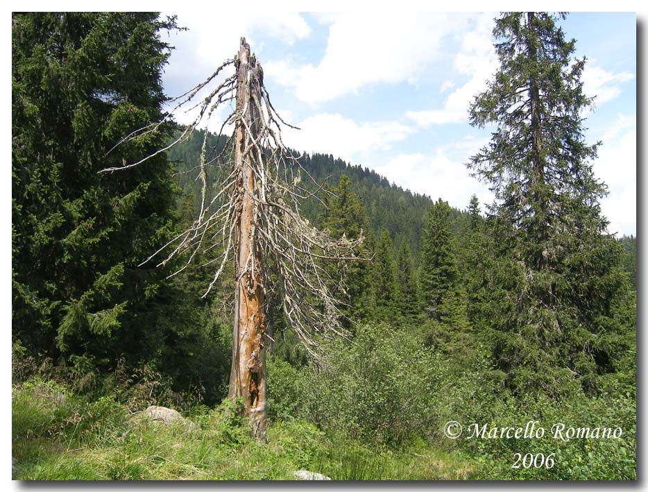 Insetti del Parco Adamello Brenta (TN): immagini e appunti